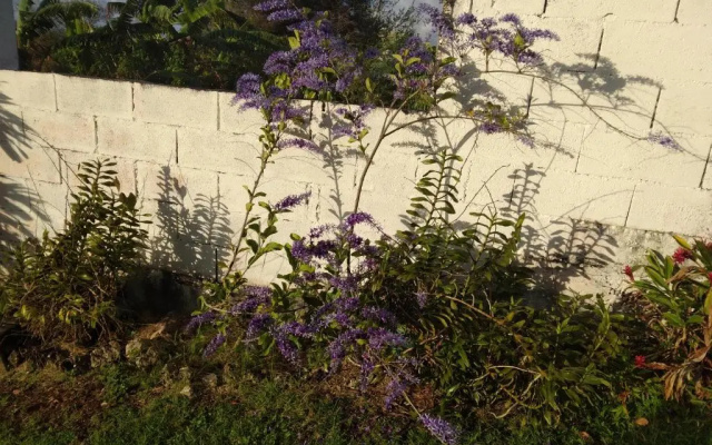 Les Bougainvilliers