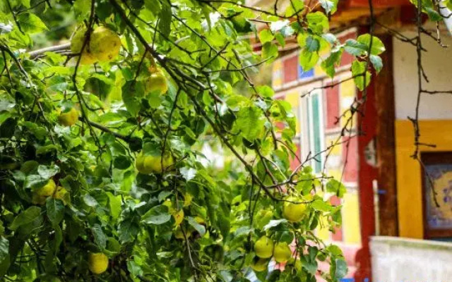Jiaju secret realm  starry sky homestay