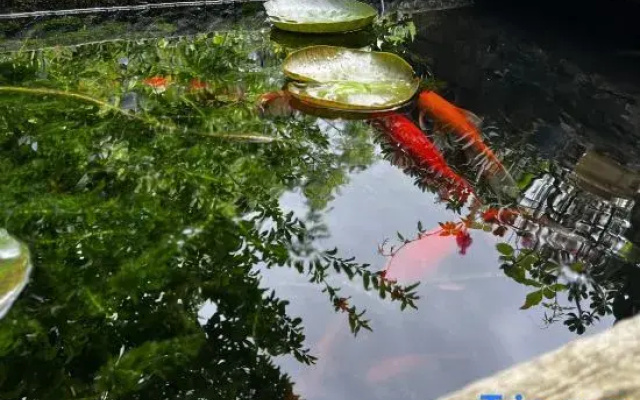 Qingyan Yifang Courtyard Homestay