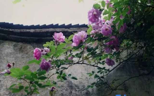 Wuzhen Ziyeju Homestay (Xizha Scenic Area)