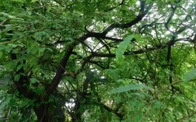 Green Woods Bethlehem
