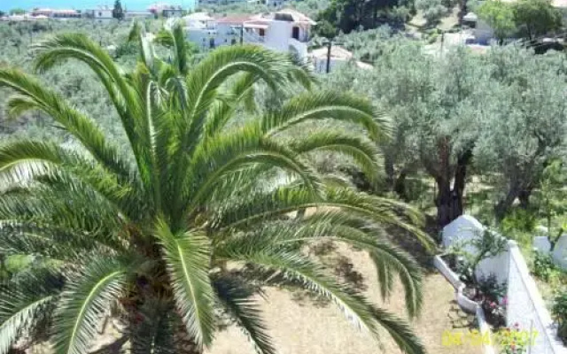 Olive Grove Studios