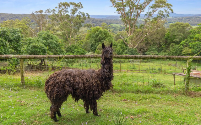 Serendipity Farm