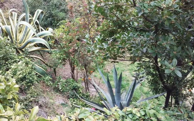 Il Capriolo
