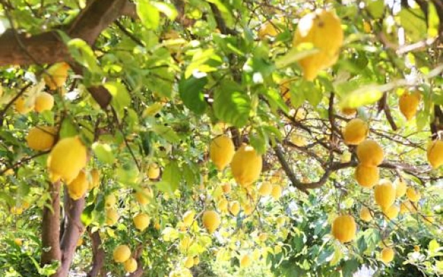 Finca Hotel Cas Curial