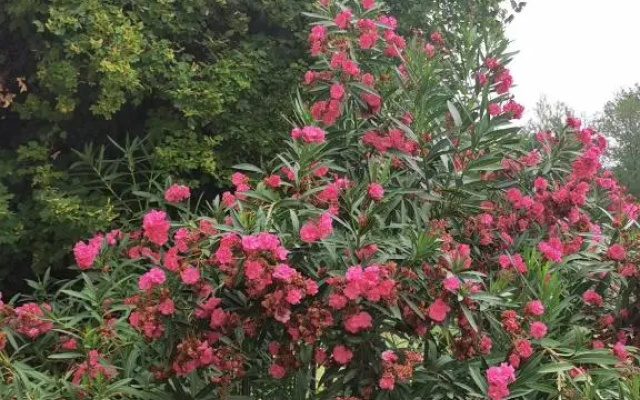 Il Grifo - Bilocale in collina sul mare a Gradara