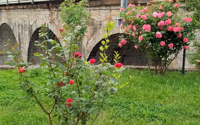 Alle rose barcolane