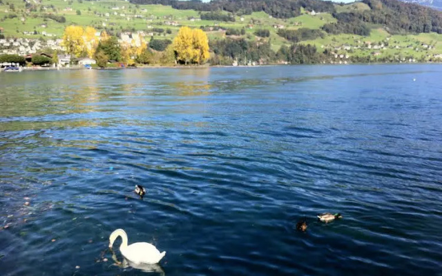 Rigiblick am See