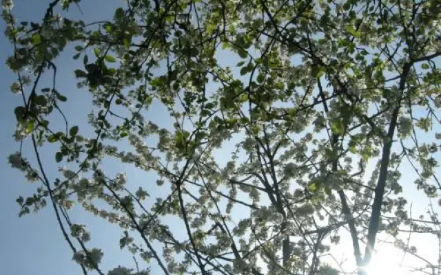 Het Groene Bed