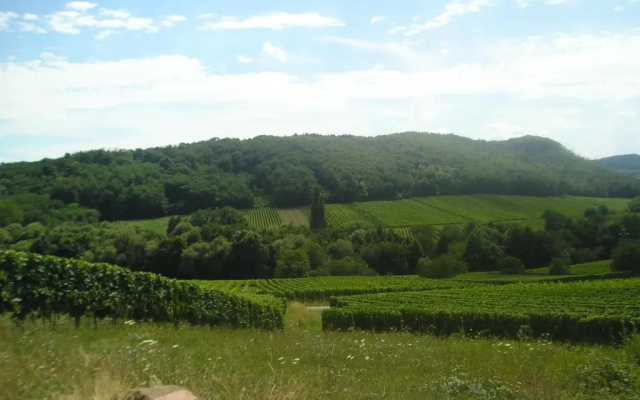Eden des choux