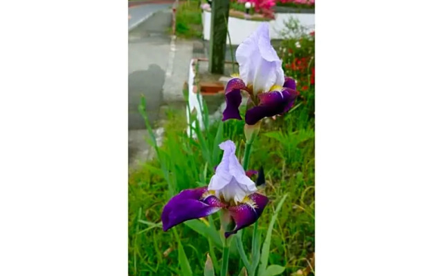 Flower Villa Sagamiko - Vacation STAY 04716v