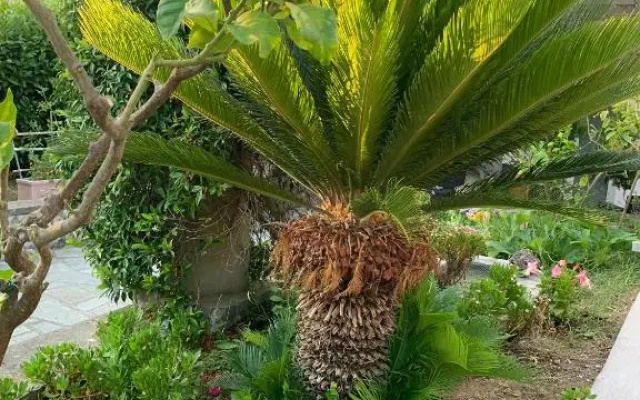 Il Merlo