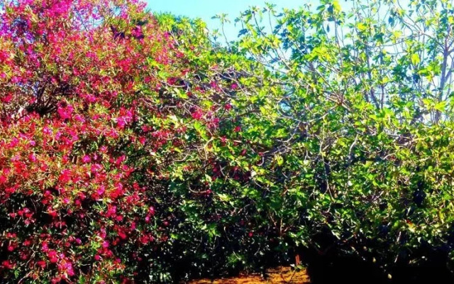 Villa Pia