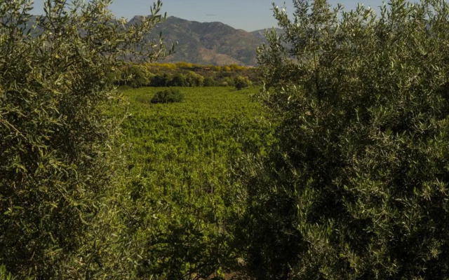 Tenuta di Fessina