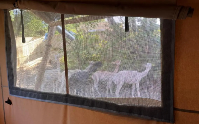 Lion King Safari Tent