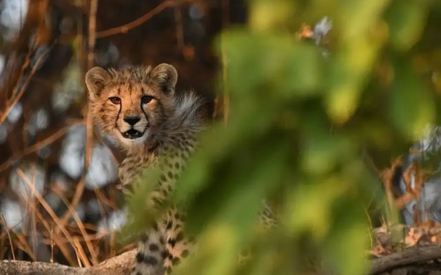 Kafue River Lodge