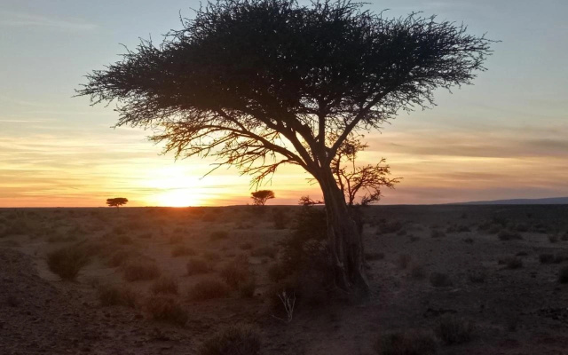 Sahara Peace