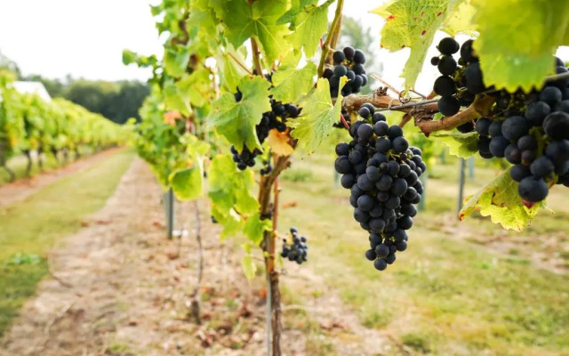 Mersea Island Vineyard