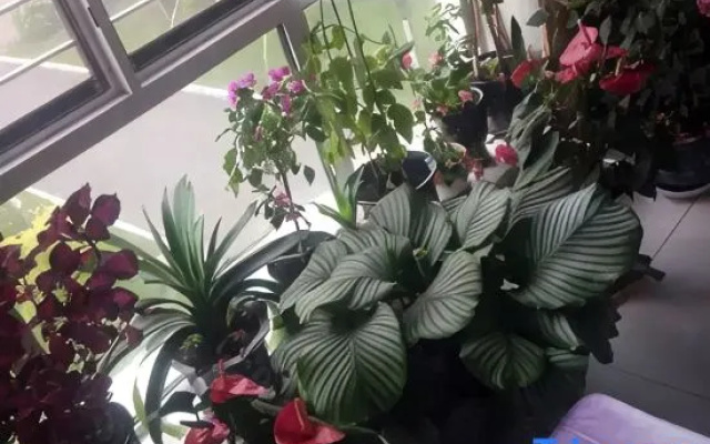 Yuelai Homestay