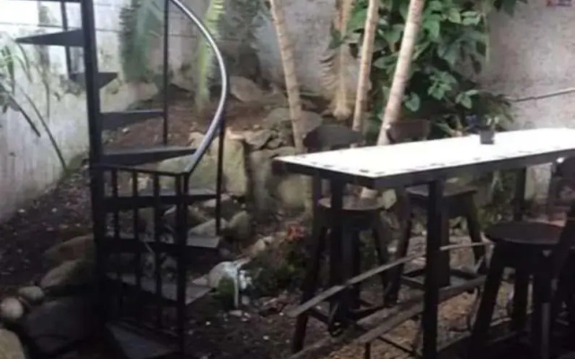 Palm Tree Hostal Medellin - Hostel