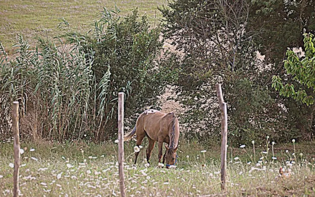 Agriturismo Yes Boss