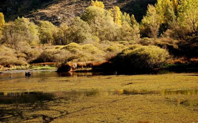 La Morera