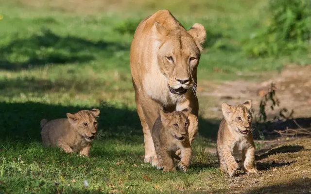 Le royaume des Lions