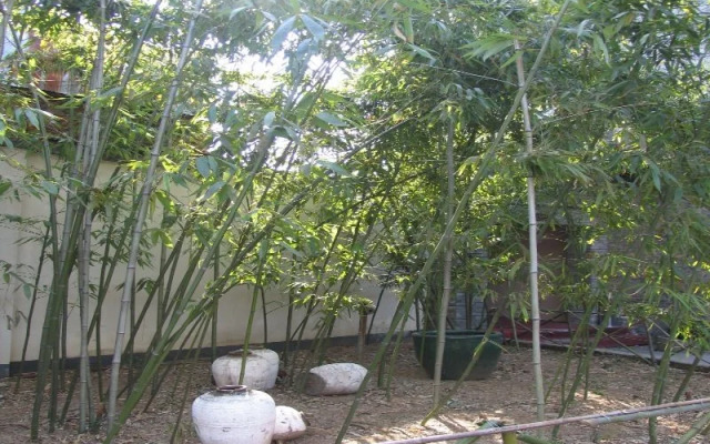Scholar Tree and Riverside Boutique Hotel