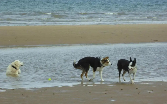Dog Friendly Bed & Bowl Beach Chalet
