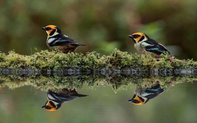 Birdwatcher's House