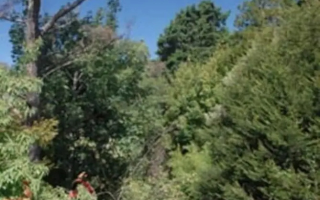 Leura Lady