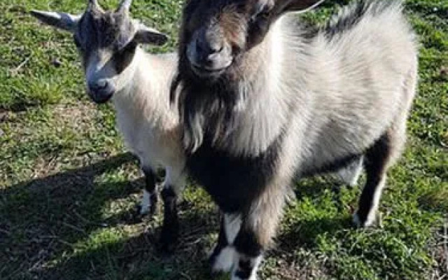 Jakkelskop Guest Farm