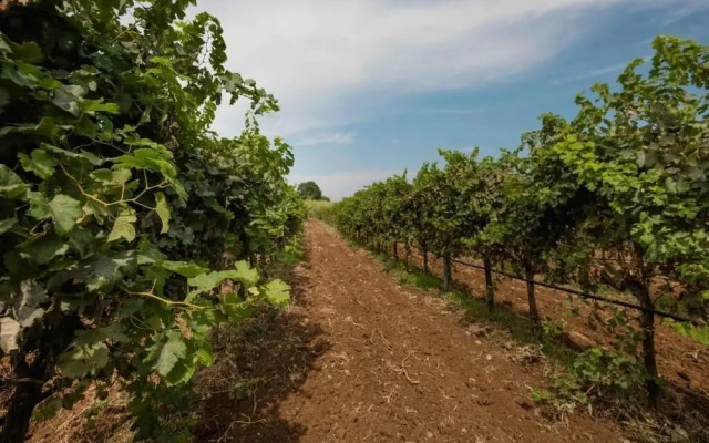 Azienda Agricola Molino ‘7cento