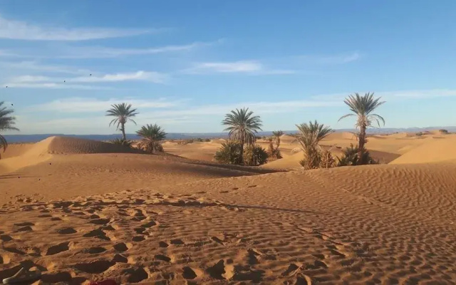 Camp Sahara Nights