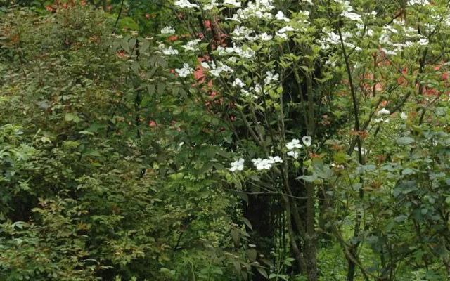Roses Garden House