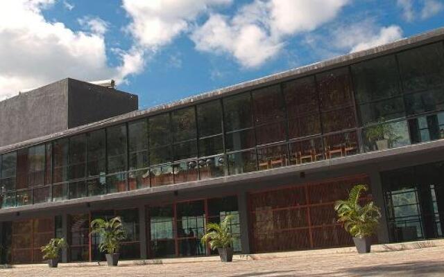 Oak Ray Tea Bush Ramboda In Ambewella Sri Lanka From None - 