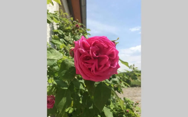 Elegantes Haus Im Dresdner Suden