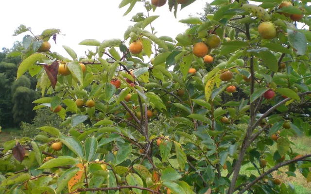 Kakinouen