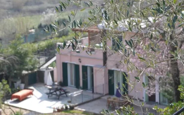 Ulivi e Corbezzoli