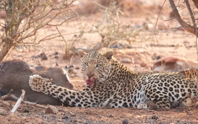 Motswiri Private Safari Lodge