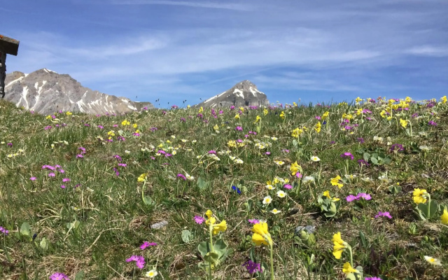 Haus Alpenrose