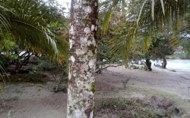 Misahualli Adventure Hostel