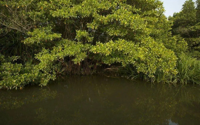 Mangrove Escapes