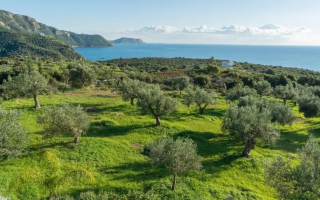 The Olive Grove Tsapi