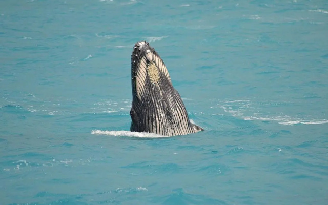 Pousada Corais De Abrolhos