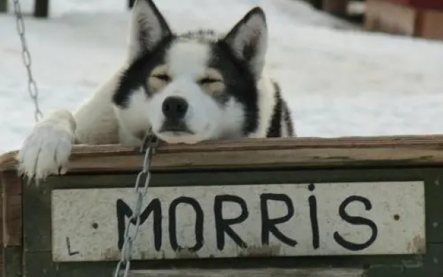 Guesthouse Husky