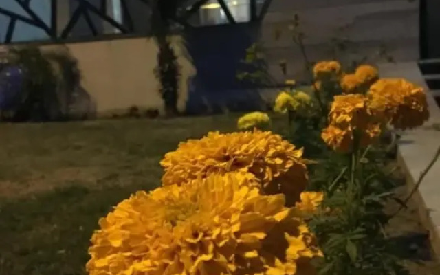 Room near Lums
