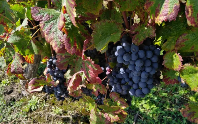 L'echappee Belle En Champagne