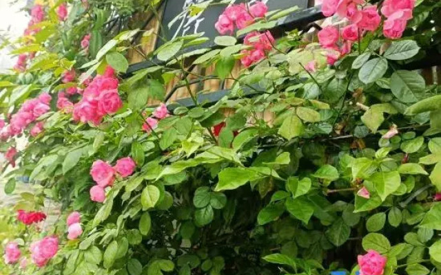 Flower Xianglishe (Dujiangyan Scenic Area Guanxian Ancient City Branch)
