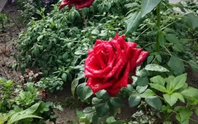 Hospedaje Casa Primavera